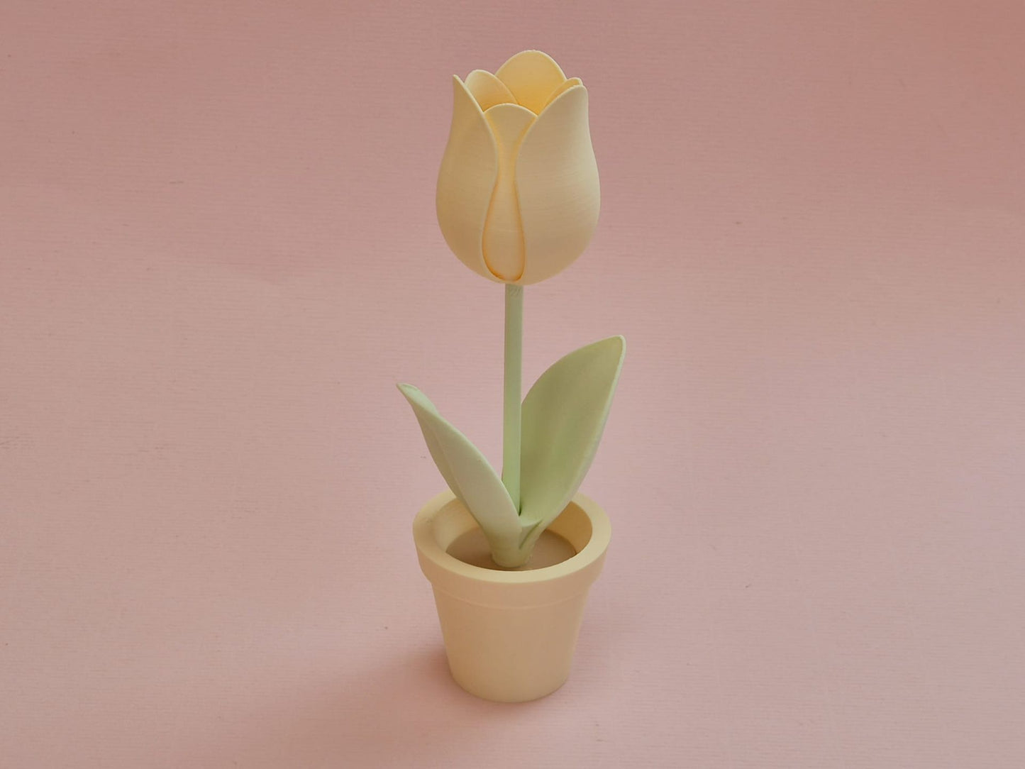 Tulp in bloempot