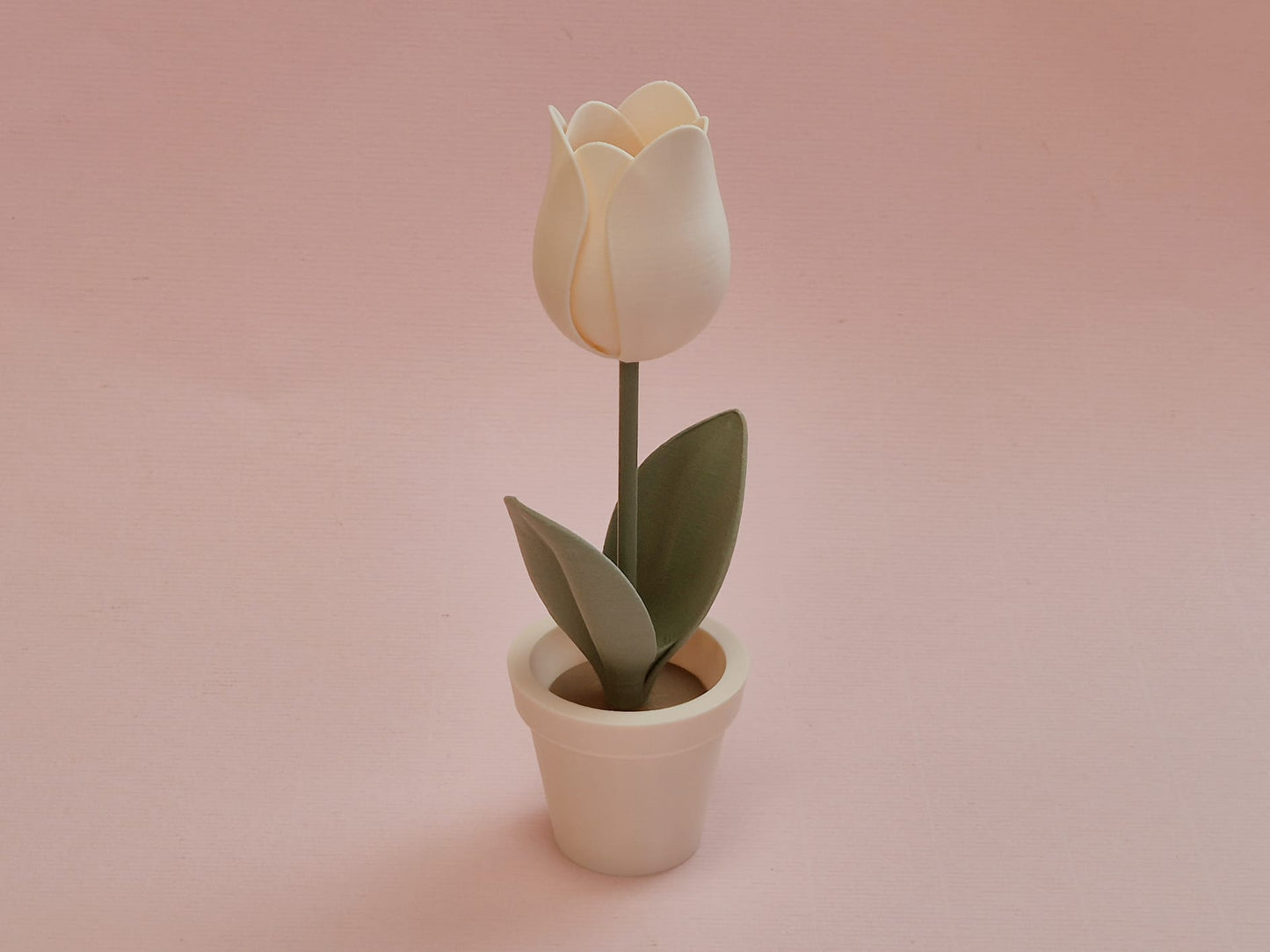 Tulp in bloempot