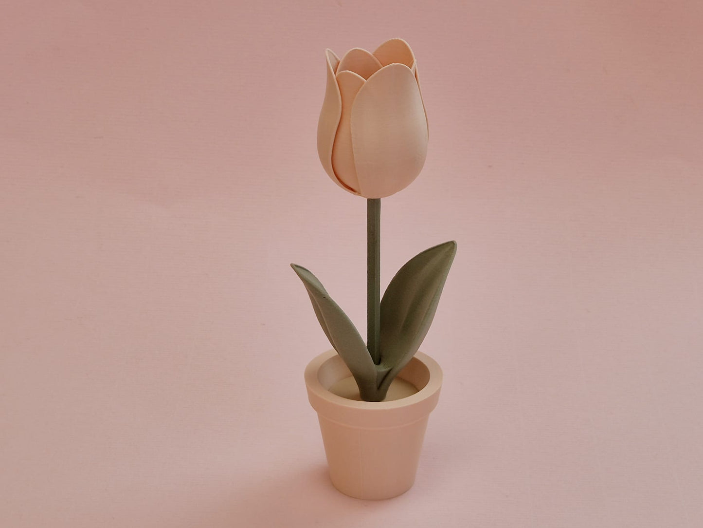 Tulp in bloempot