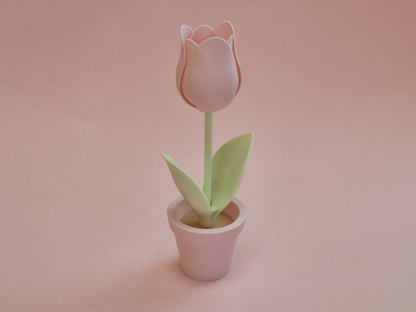 Tulp in bloempot