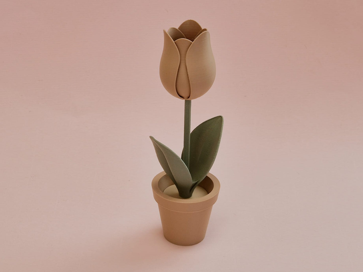 Tulp in bloempot
