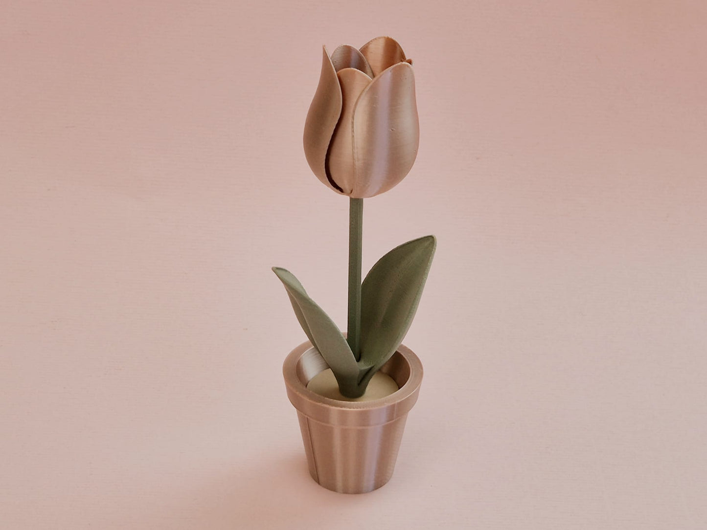 Tulp in bloempot